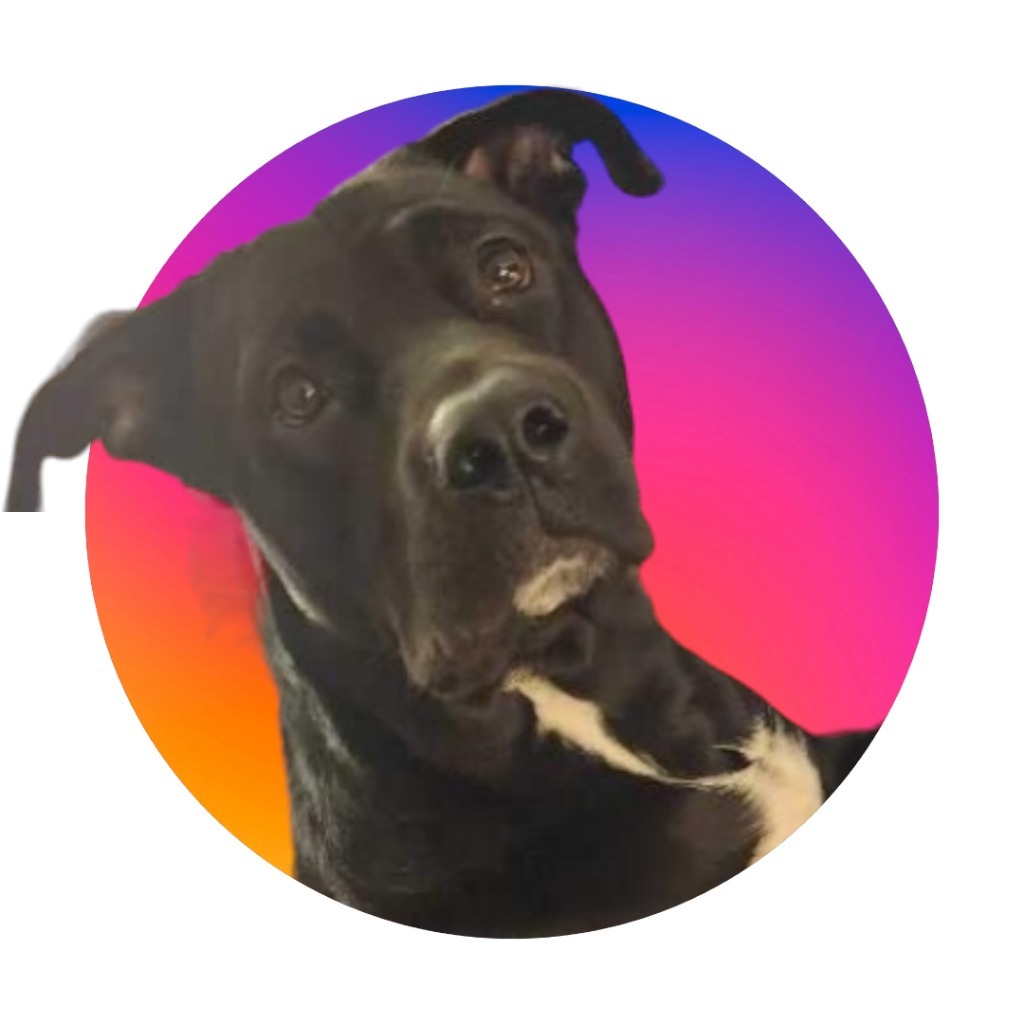 Shadow E. Lodge, an adoptable Pit Bull Terrier in El Dorado, AR, 71730 | Photo Image 1