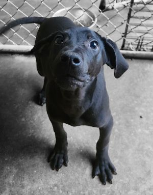 Lucia, Young Female Plott Hound