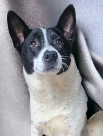 Pogo, an adoptable Australian Cattle Dog / Blue Heeler, Border Collie in El Dorado, AR, 71730 | Photo Image 1