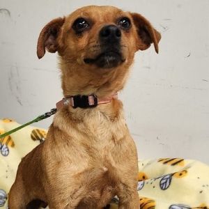 PERSONALITY sweet playful BREED chi terrier mix AGE  2 years WEIGHT 12lbs Rescued from Firebau