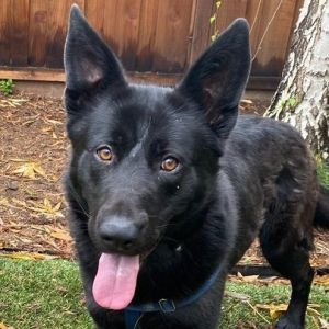 PERSONALITY submissive playful BREED shepherd lab mix AGE  3-4 years WEIGHT 70lbs Rescued from