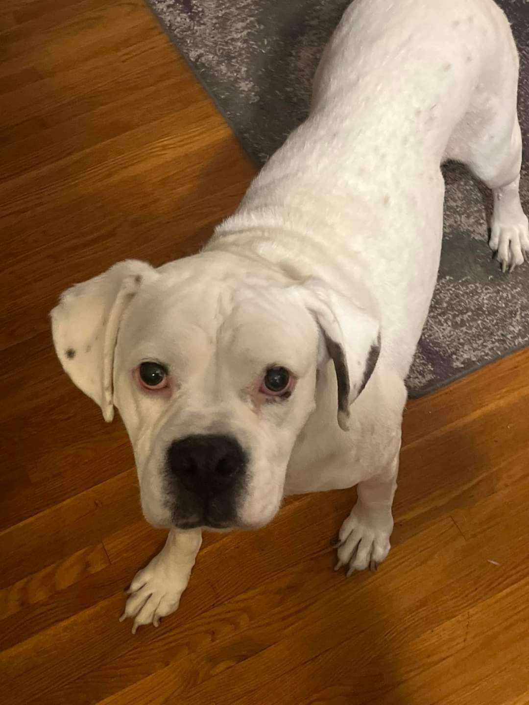 Kizzy, an adoptable Boxer in Shakopee, MN, 55379 | Photo Image 1