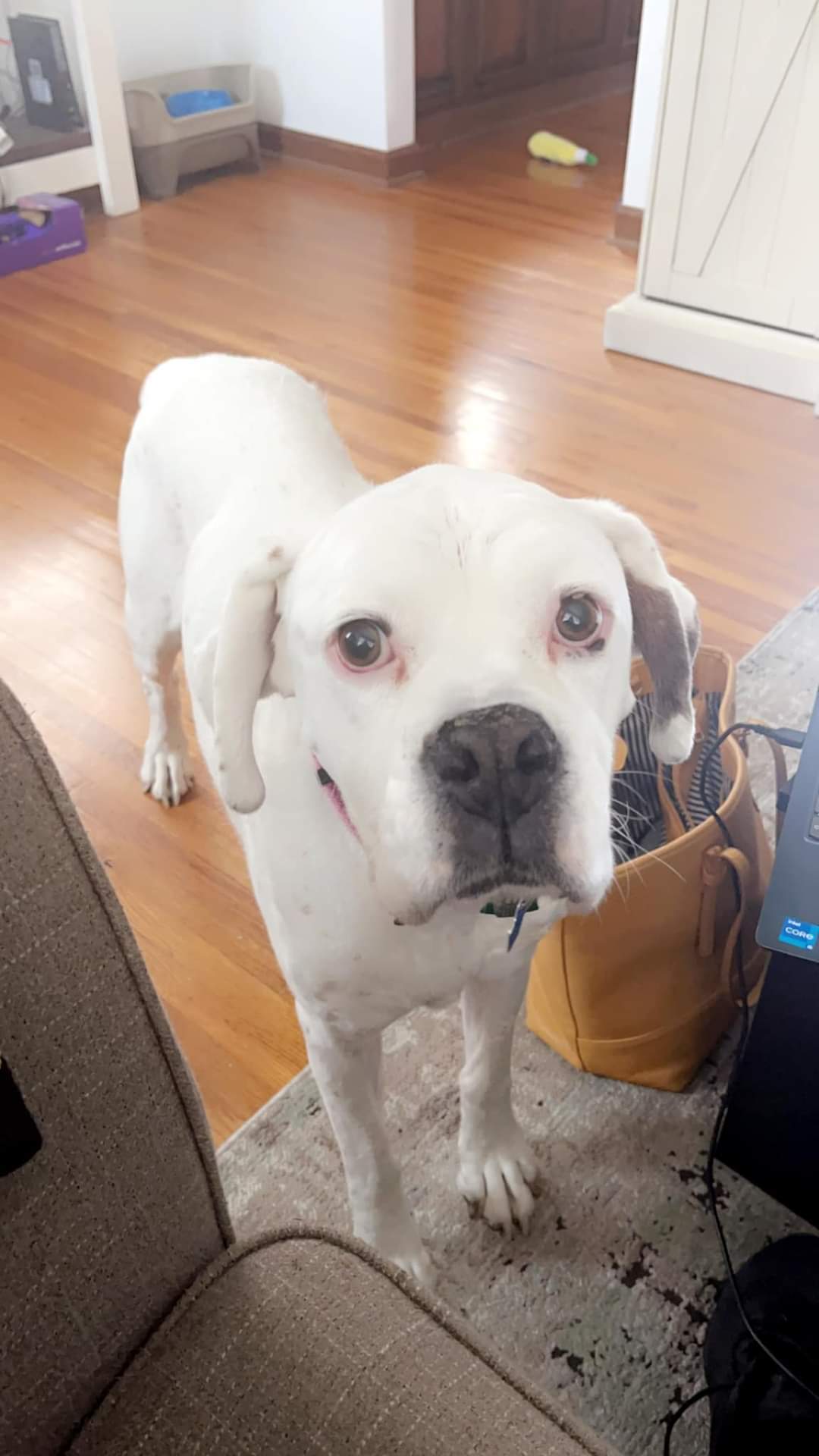 Kizzy, an adoptable Boxer in Shakopee, MN, 55379 | Photo Image 2