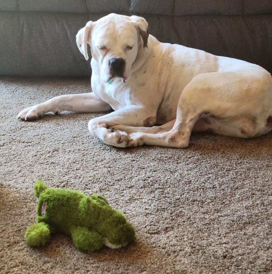 Kizzy, an adoptable Boxer in Shakopee, MN, 55379 | Photo Image 3