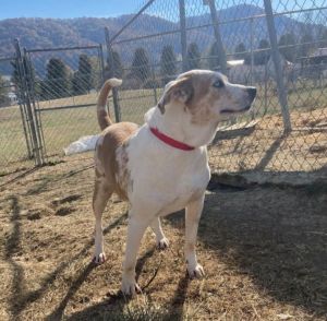 Gizmo is a 5-year-old Beagle Hound mix He would like to be king of his castle and live his best