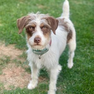 Lets get Elsa a wonderful home Elsa is a Jack Russell Terrier mix who is about two years old She