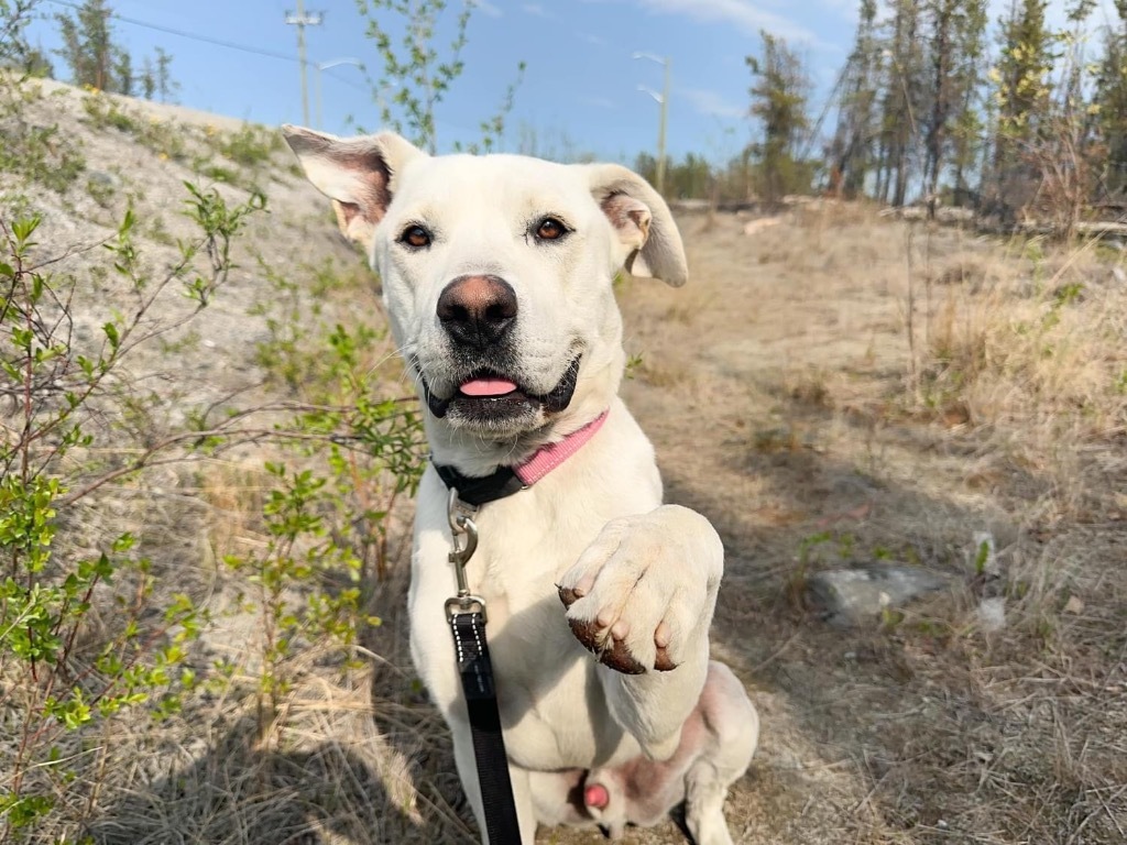 Smokey, an adoptable Pit Bull Terrier, Labrador Retriever in Yellowknife, NT, X1A 2W5 | Photo Image 1