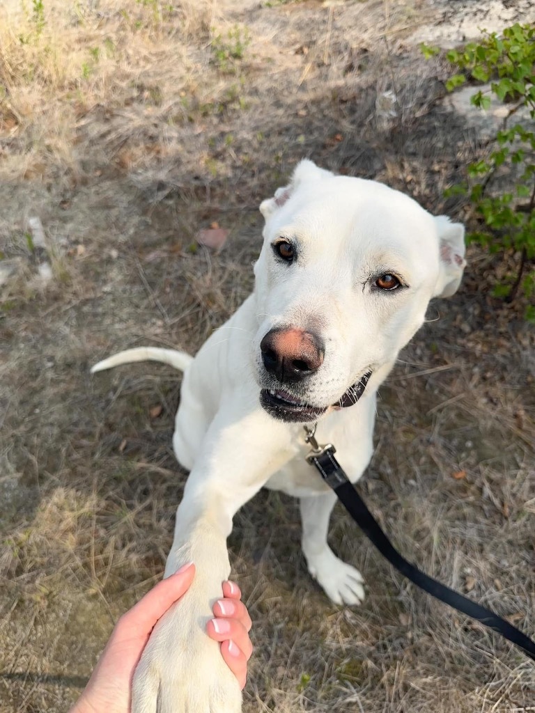 Smokey, an adoptable Pit Bull Terrier, Labrador Retriever in Yellowknife, NT, X1A 2W5 | Photo Image 2