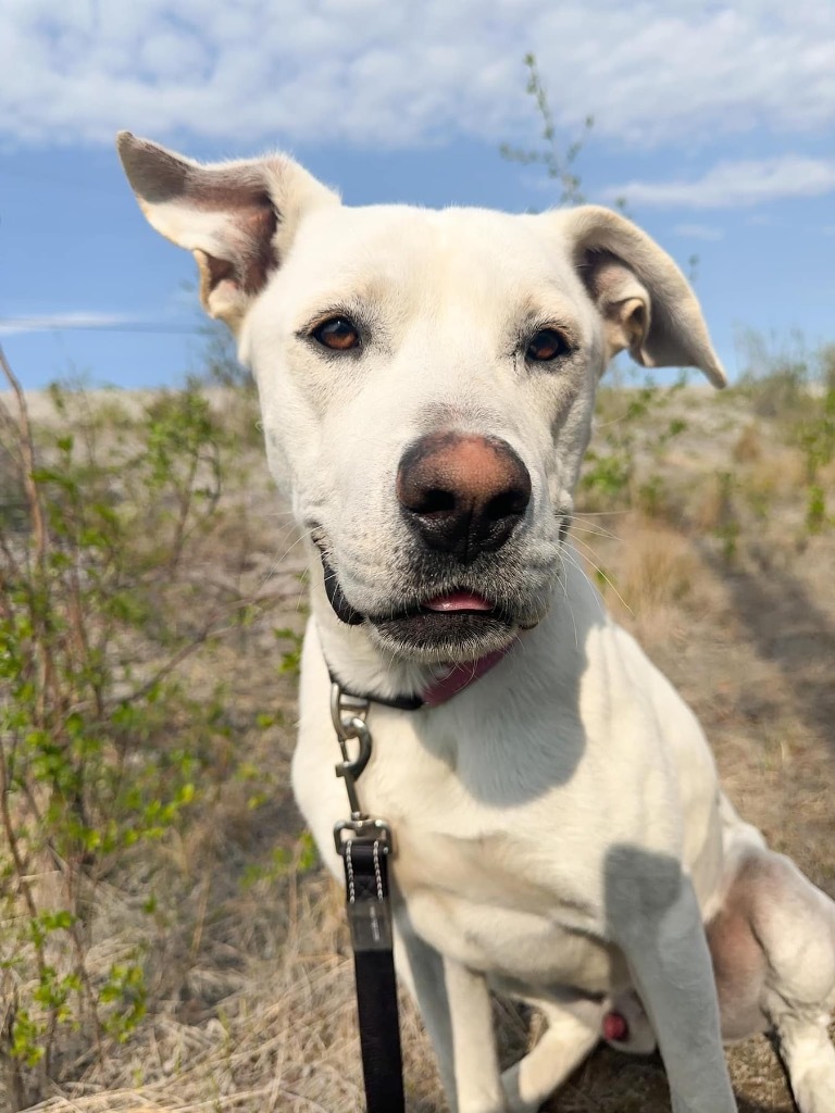 Smokey, an adoptable Pit Bull Terrier, Labrador Retriever in Yellowknife, NT, X1A 2W5 | Photo Image 3