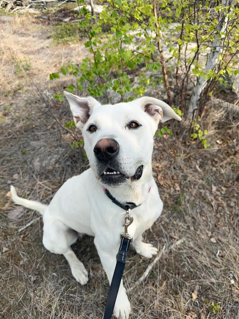 Smokey, an adoptable Pit Bull Terrier, Labrador Retriever in Yellowknife, NT, X1A 2W5 | Photo Image 4