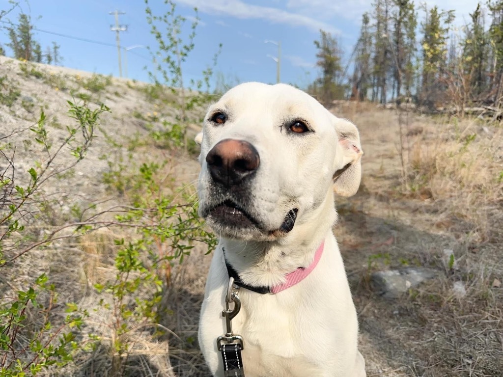 Smokey, an adoptable Pit Bull Terrier, Labrador Retriever in Yellowknife, NT, X1A 2W5 | Photo Image 5