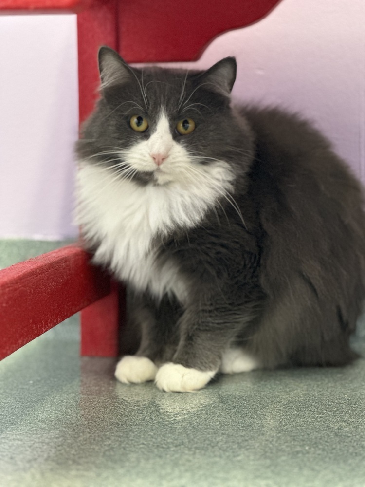 Kakashi, an adoptable Domestic Short Hair in Trenton, ME, 04605 | Photo Image 1