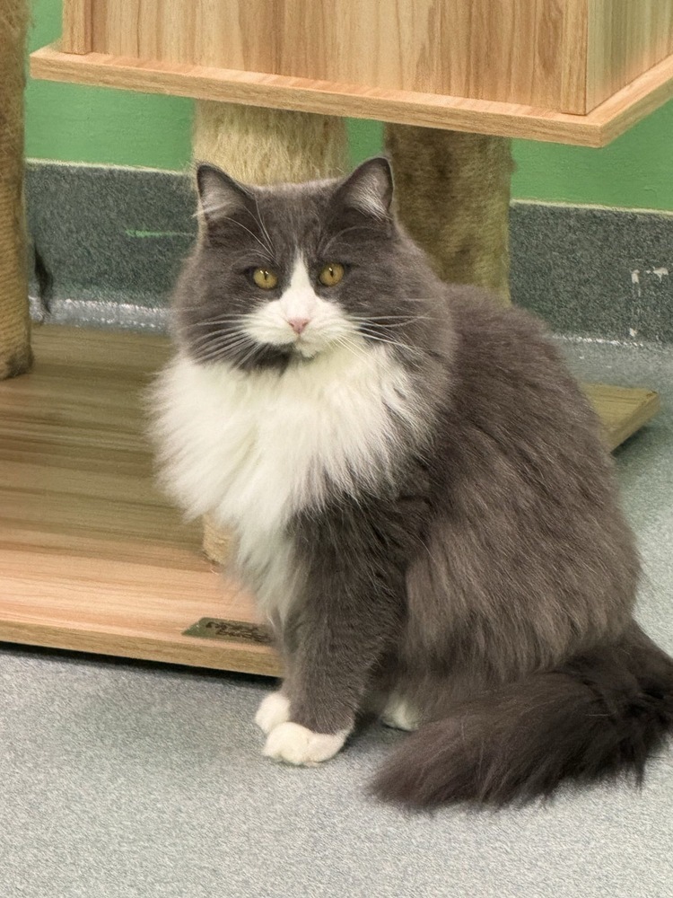 Kakashi, an adoptable Domestic Short Hair in Trenton, ME, 04605 | Photo Image 1