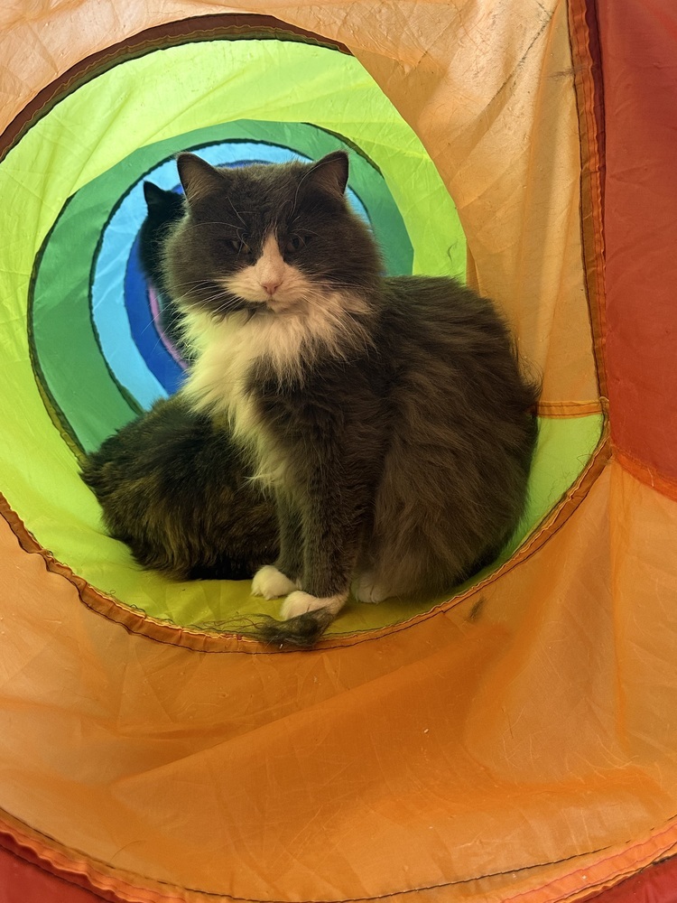 Kakashi, an adoptable Domestic Short Hair in Trenton, ME, 04605 | Photo Image 2
