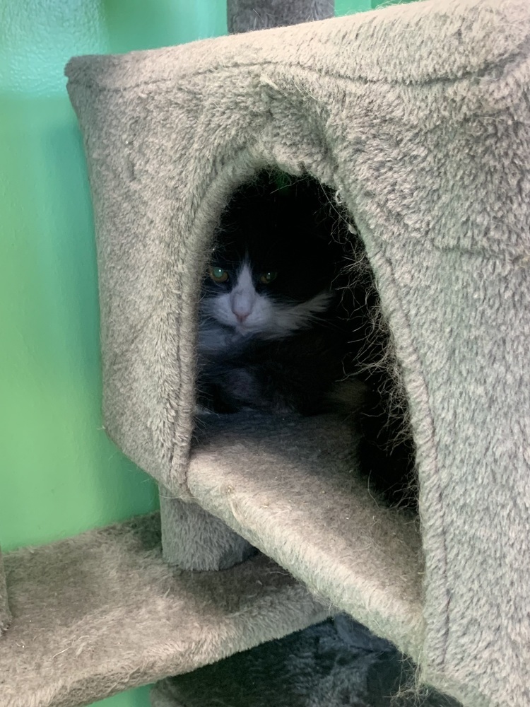Kakashi, an adoptable Domestic Short Hair in Trenton, ME, 04605 | Photo Image 4