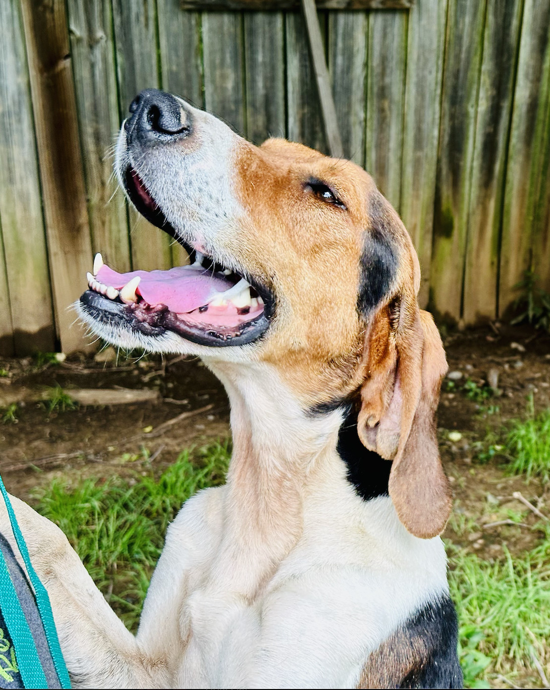 Tucker, an adoptable Foxhound in Shreveport, LA, 71119 | Photo Image 1