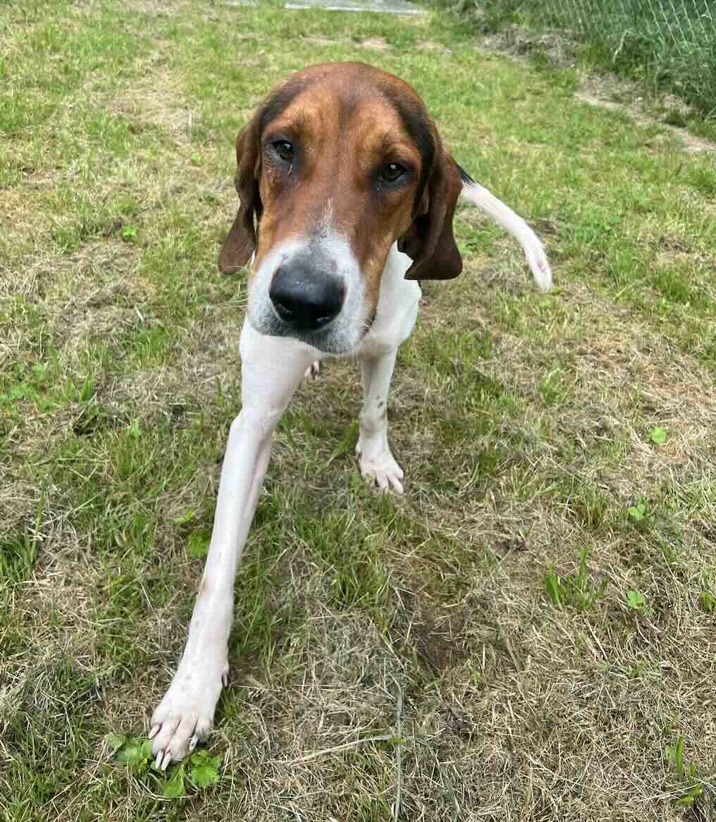 Tucker, an adoptable Foxhound in Shreveport, LA, 71119 | Photo Image 2