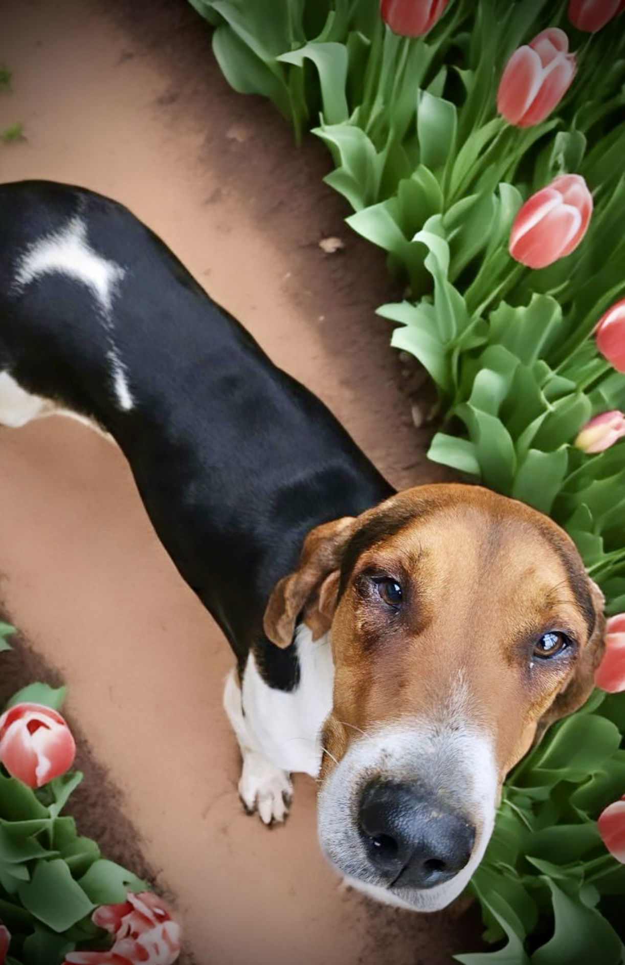 Tucker, an adoptable Foxhound in Shreveport, LA, 71119 | Photo Image 3