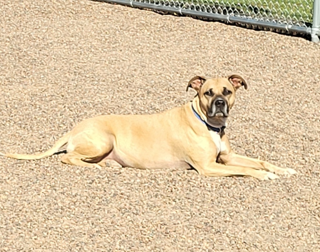 Stella, an adoptable Boxer, Pit Bull Terrier in Medford, WI, 54451 | Photo Image 3