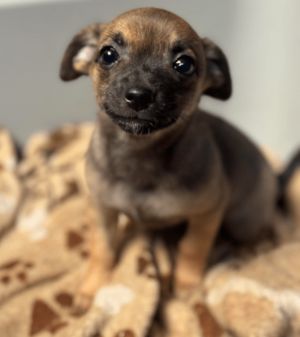 Rose Lorkowski Chihuahua Dog
