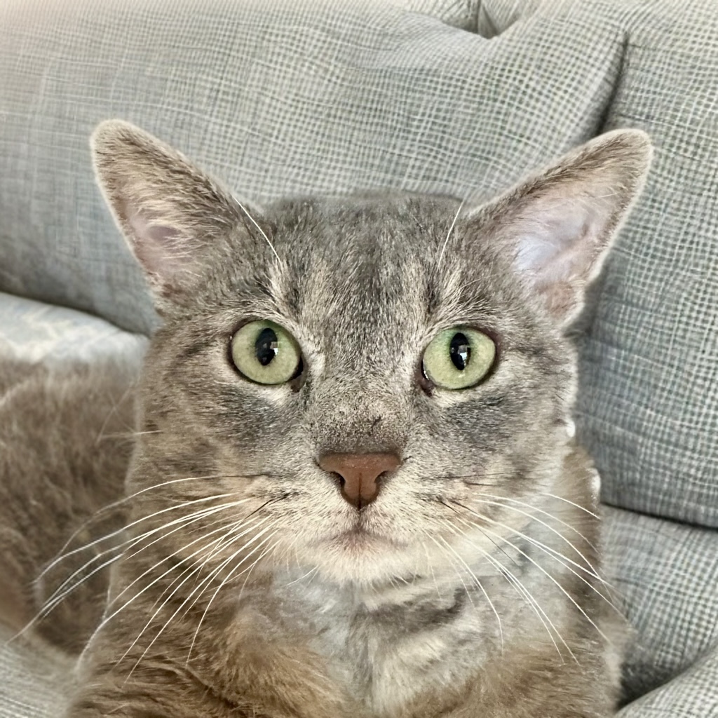 Buban, an adoptable Domestic Short Hair in Santa Fe, NM, 87501 | Photo Image 2