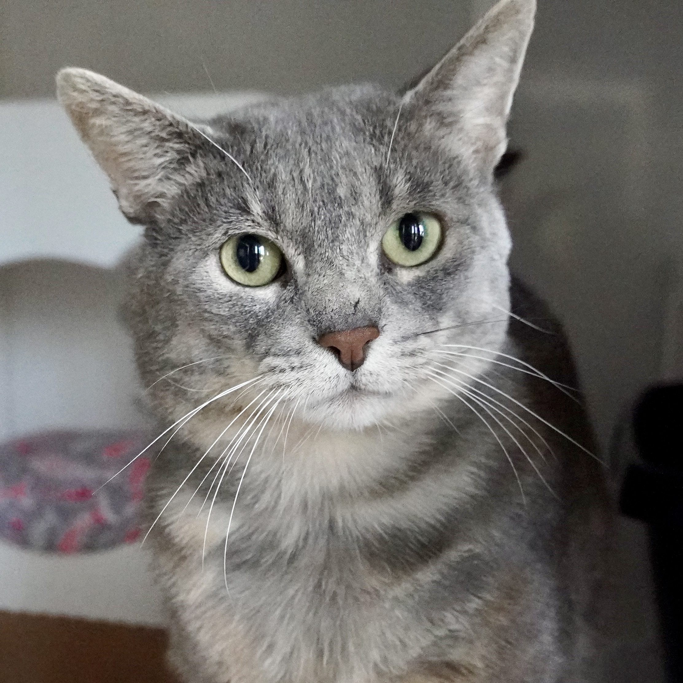 Buban, an adoptable Domestic Short Hair in Santa Fe, NM, 87501 | Photo Image 3