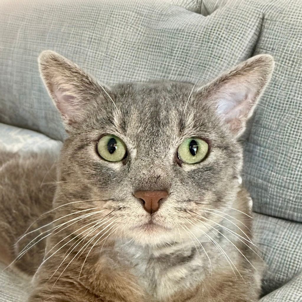 Buban, an adoptable Domestic Short Hair in Santa Fe, NM, 87501 | Photo Image 1