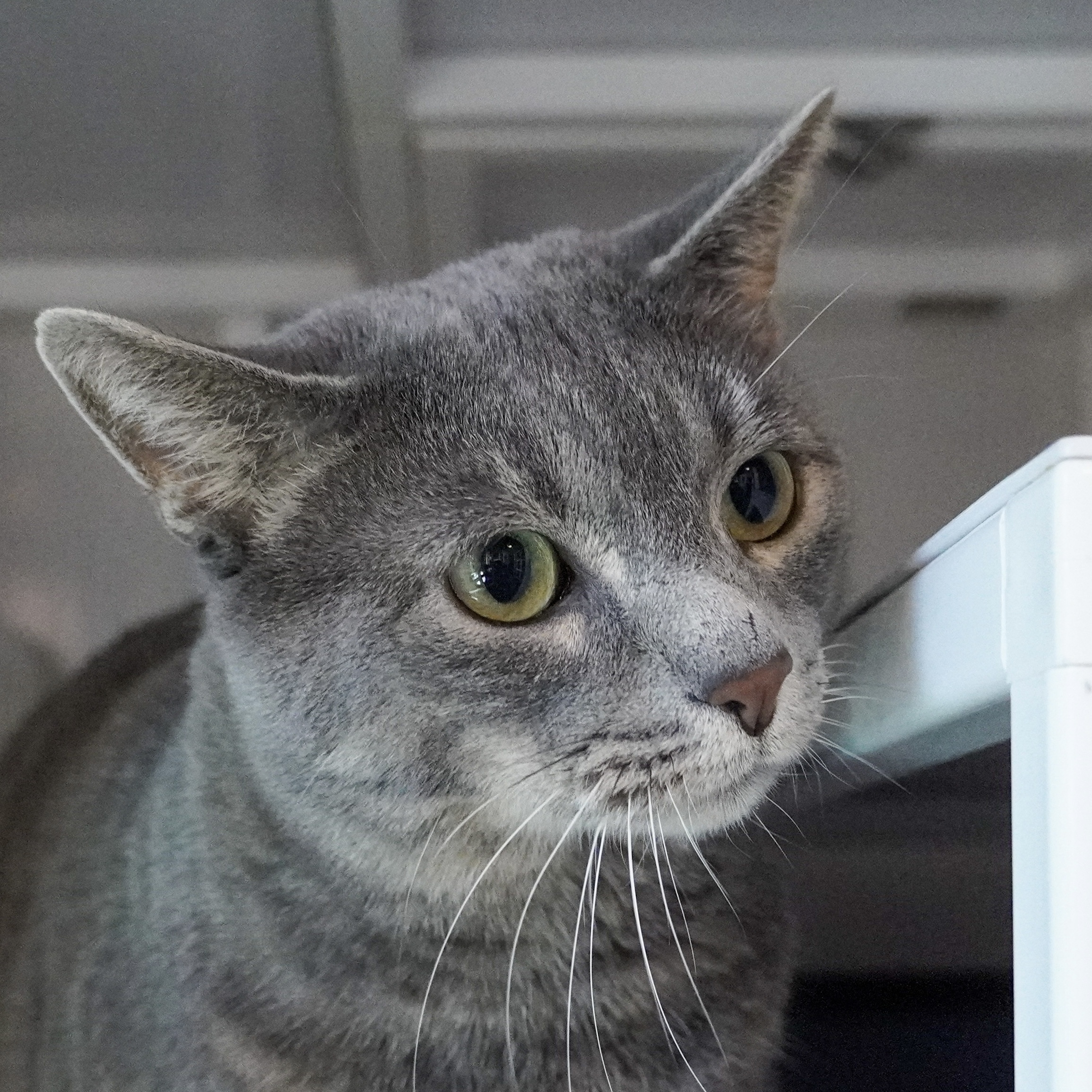 Buban, an adoptable Domestic Short Hair in Santa Fe, NM, 87501 | Photo Image 4