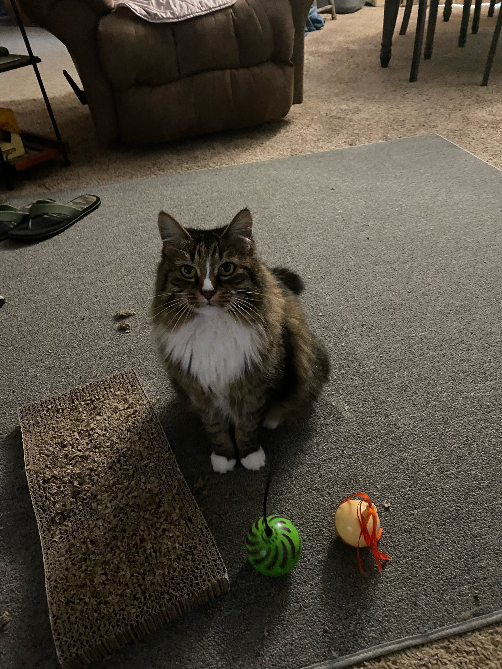 Baby, an adoptable Domestic Long Hair in Redding, CA, 96099 | Photo Image 1