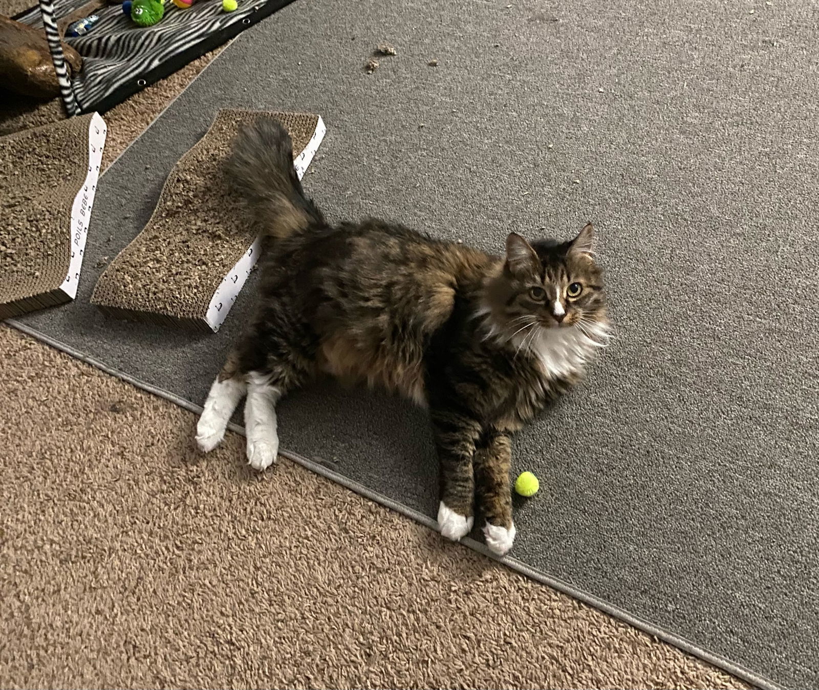 Baby, an adoptable Domestic Long Hair in Redding, CA, 96099 | Photo Image 2