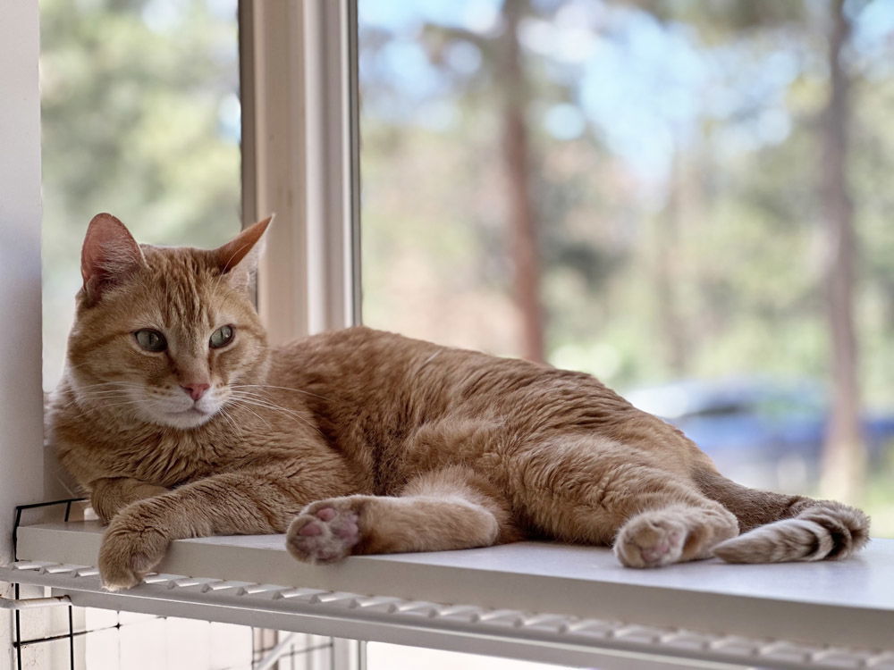 Duo, an adoptable Domestic Short Hair in Colorado Springs, CO, 80908 | Photo Image 1