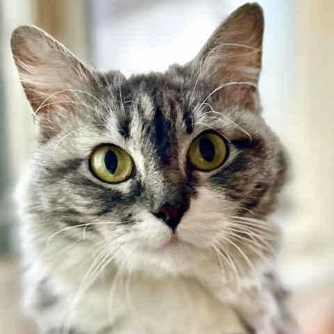 Dior, an adoptable Domestic Medium Hair in Zimmerman, MN, 55398 | Photo Image 2