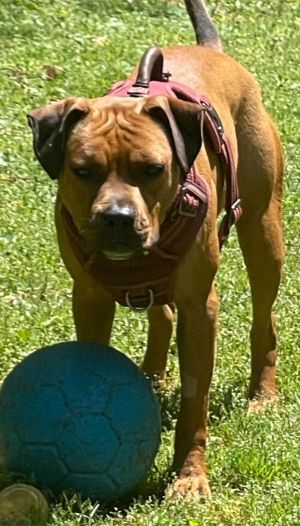 CHICHI - CUTE Boxer Mix; ABANDONED Needs FOREVER Boxer Dog