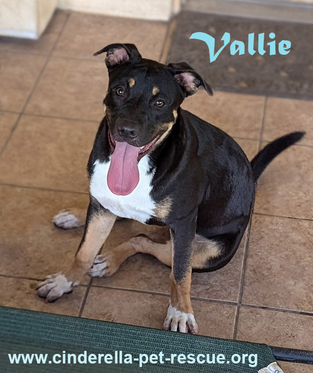 Vallie, an adoptable Rottweiler, Staffordshire Bull Terrier in Mission, TX, 78574 | Photo Image 1
