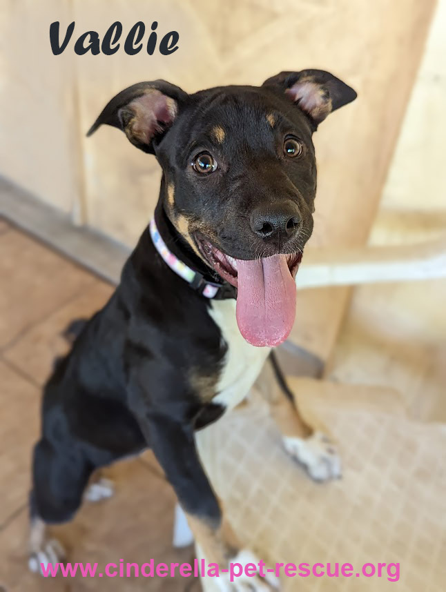 Vallie, an adoptable Rottweiler, Staffordshire Bull Terrier in Mission, TX, 78574 | Photo Image 2