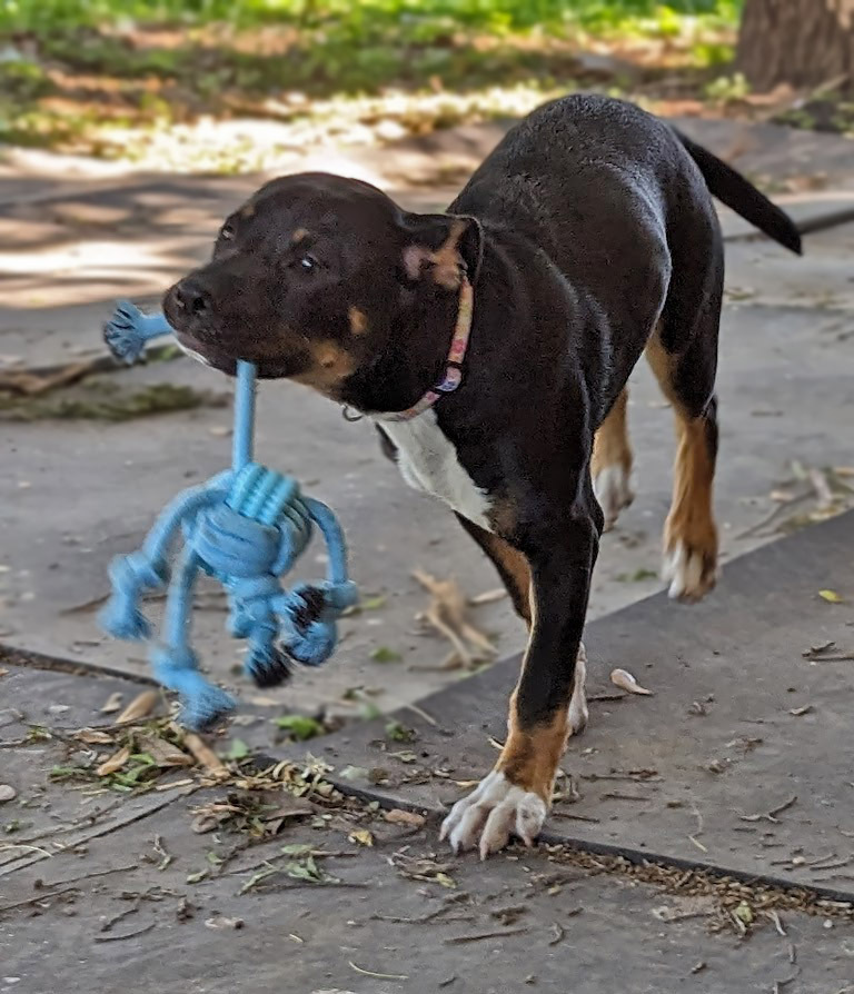 Vallie, an adoptable Rottweiler, Staffordshire Bull Terrier in Mission, TX, 78574 | Photo Image 3