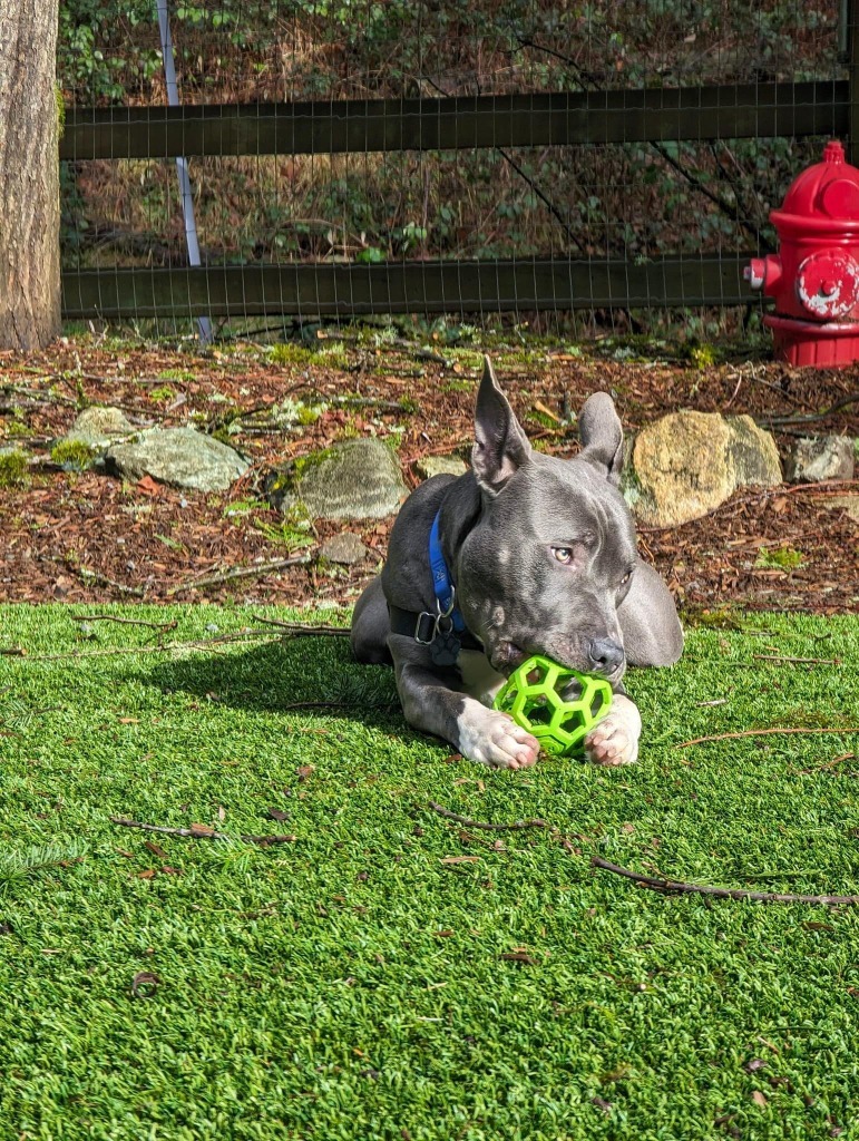 Loki, an adoptable Mixed Breed in Sultan, WA, 98294 | Photo Image 3