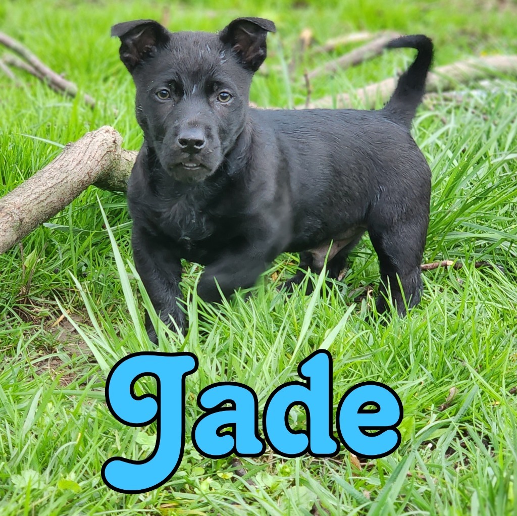 Jade, an adoptable Schipperke, Pit Bull Terrier in Hillsboro, OH, 45133 | Photo Image 1