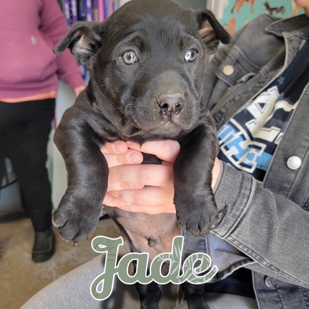Jade, an adoptable Schipperke, Pit Bull Terrier in Hillsboro, OH, 45133 | Photo Image 2