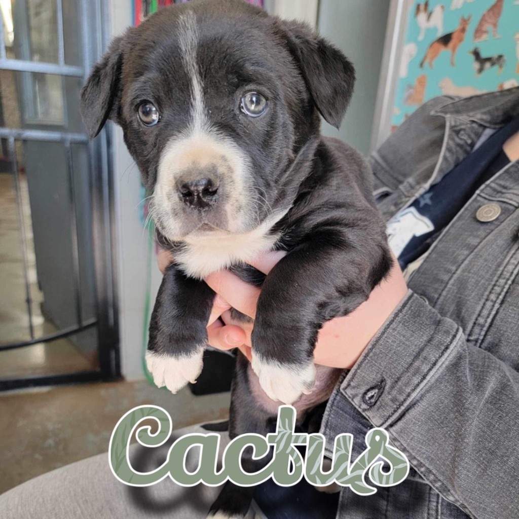 Cactus, an adoptable Schipperke, Pit Bull Terrier in Hillsboro, OH, 45133 | Photo Image 2