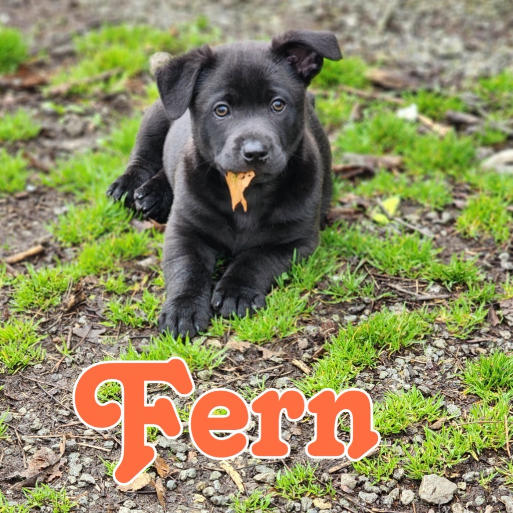 Fern, an adoptable Schipperke, Pit Bull Terrier in Hillsboro, OH, 45133 | Photo Image 1