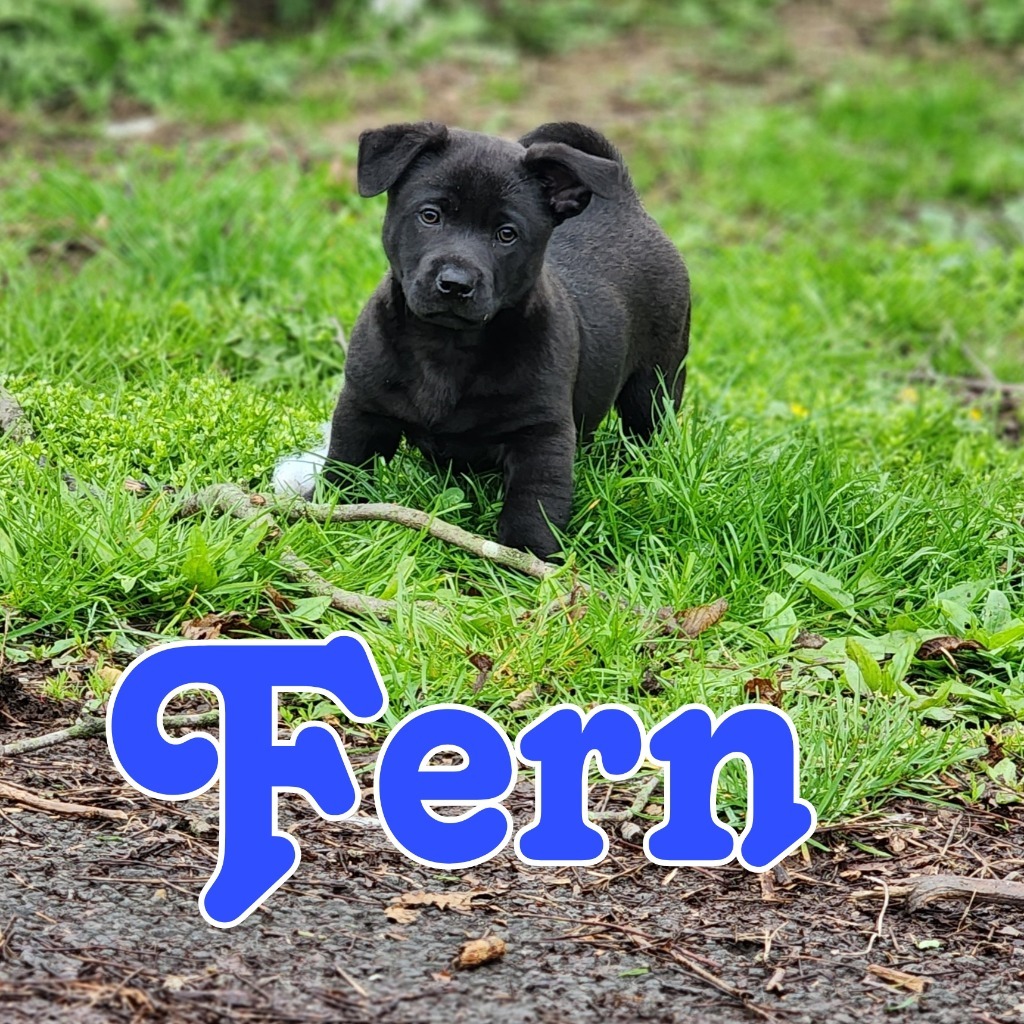 Fern, an adoptable Schipperke, Pit Bull Terrier in Hillsboro, OH, 45133 | Photo Image 3