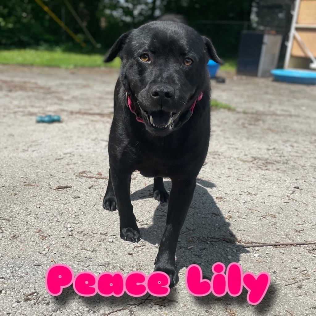 Peace Lily, an adoptable Labrador Retriever, Schipperke in Hillsboro, OH, 45133 | Photo Image 1