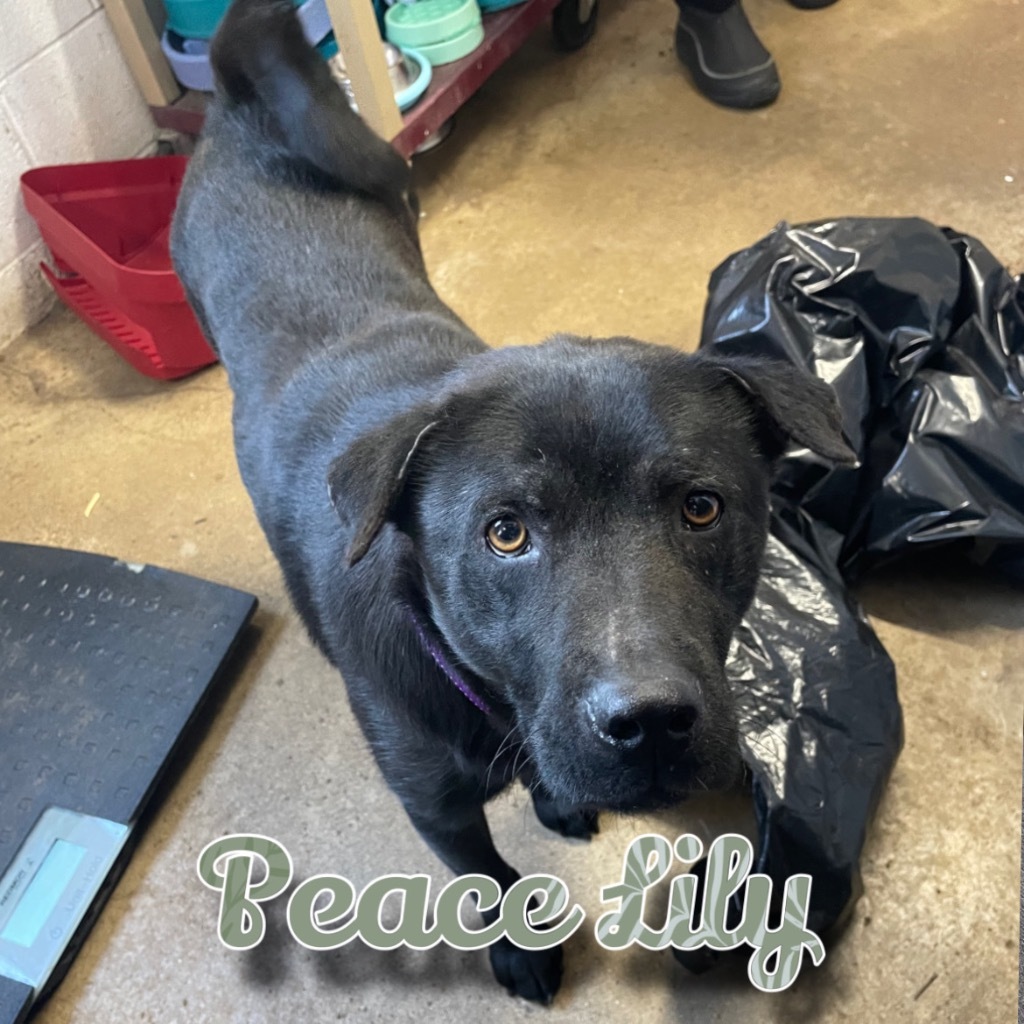 Peace Lily, an adoptable Labrador Retriever, Schipperke in Hillsboro, OH, 45133 | Photo Image 2