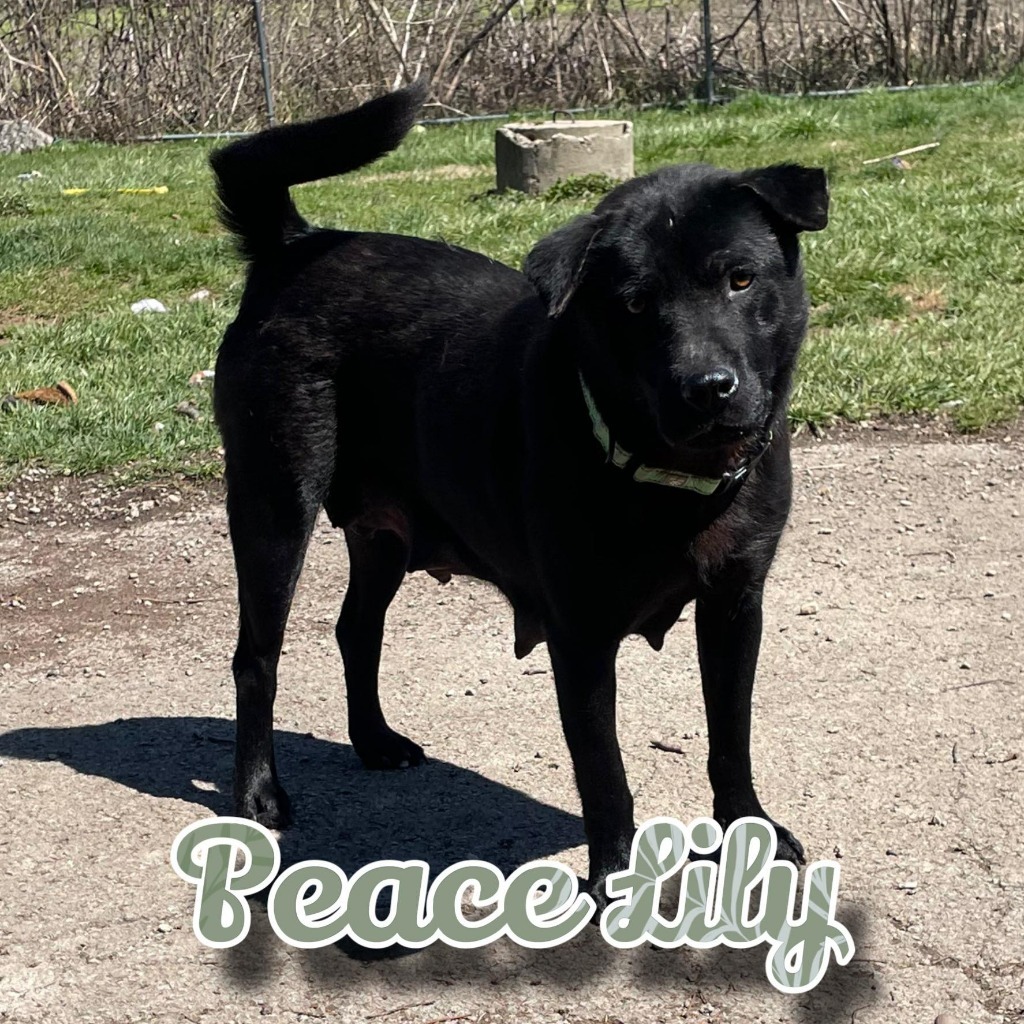 Peace Lily, an adoptable Labrador Retriever, Schipperke in Hillsboro, OH, 45133 | Photo Image 3