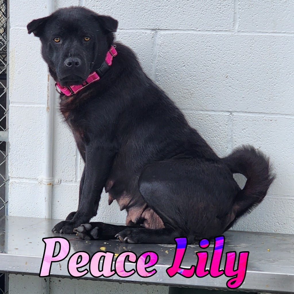 Peace Lily, an adoptable Labrador Retriever, Schipperke in Hillsboro, OH, 45133 | Photo Image 5