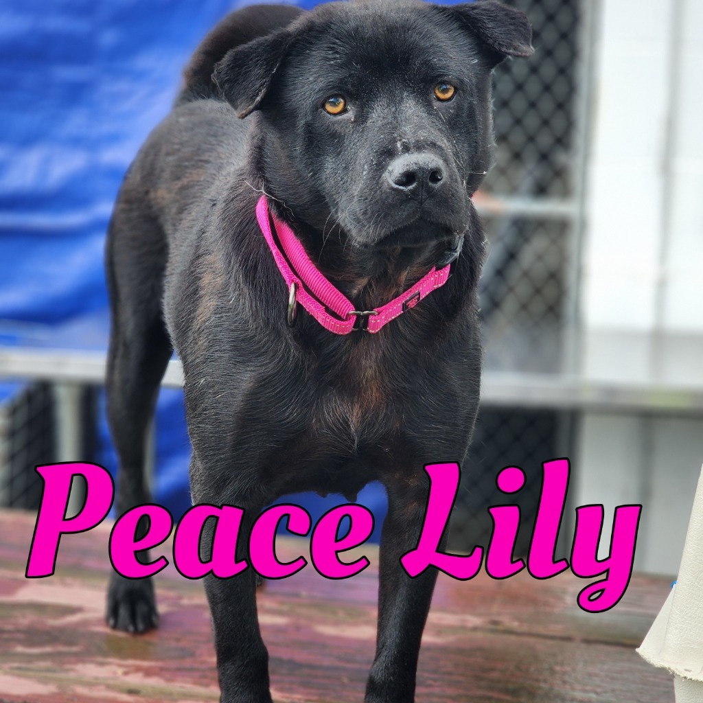 Peace Lily, an adoptable Labrador Retriever, Schipperke in Hillsboro, OH, 45133 | Photo Image 6