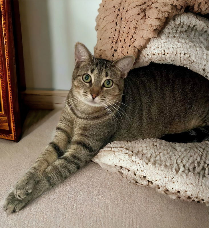 Reagan, an adoptable Torbie in Knoxville, TN, 37917 | Photo Image 2