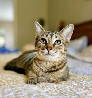 Hi my name is Reagan I am an 8 month old tabby female kitty I am looking for a loving