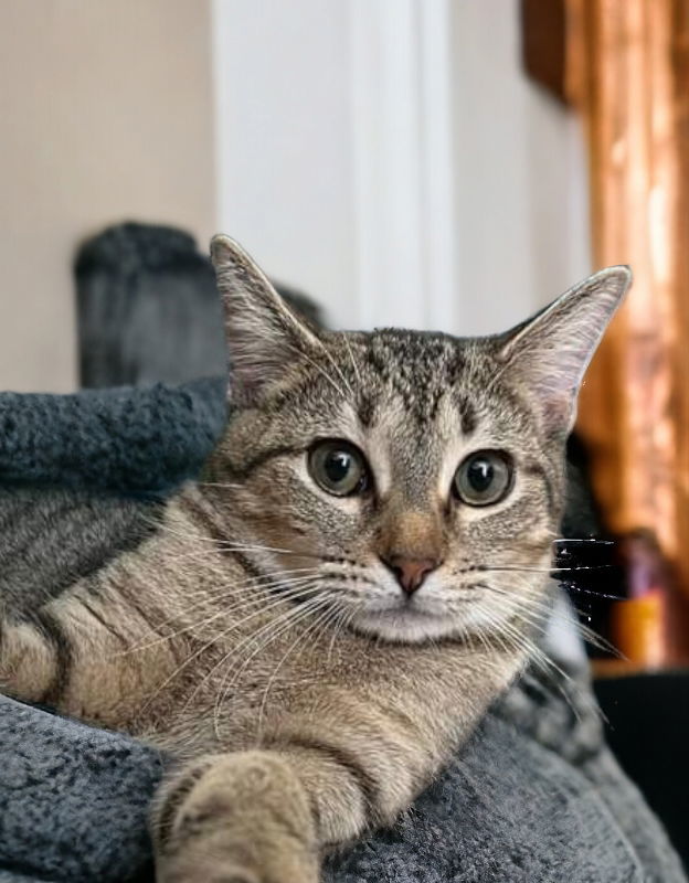 Reagan, an adoptable Torbie in Knoxville, TN, 37917 | Photo Image 6